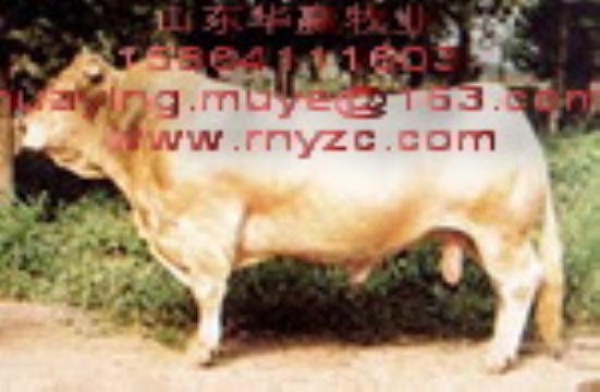 Charolais Cattle